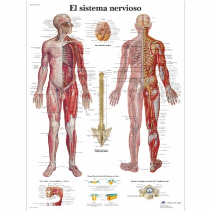 El sistema nervioso Lámina