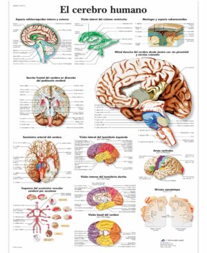 El cerebro Humano Lámina