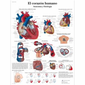 El corazón humano - Anatomía y fisiología Lámina (copia)