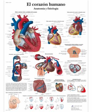 El corazón humano - Anatomía y fisiología Lámina