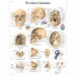 El cráneo humano Lámina