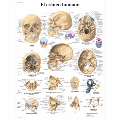 El cráneo humano Lámina