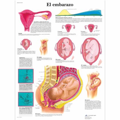 El embarazo Lámina