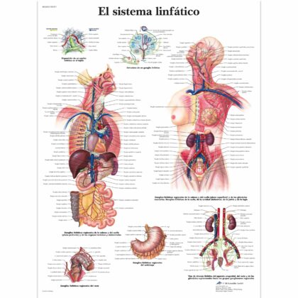 El sistema linfático Lámina