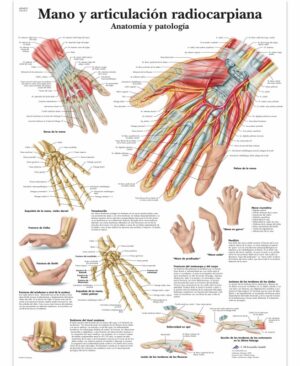 Mano y articulación radiocarpiana - Anatomía y patología Lámina