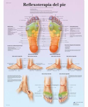 Reflexoterapia plantar Lámina
