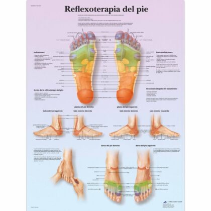 Reflexoterapia plantar Lámina