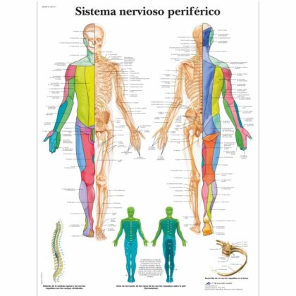 Sistema nervioso periférico Lámina