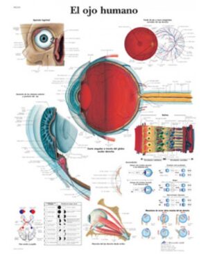 El ojo humano Lámina