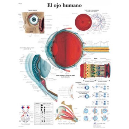 El ojo humano Lámina