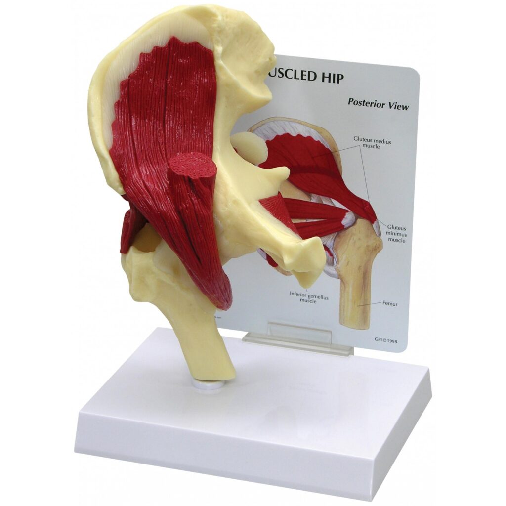 Cadera Con M sculos Anatomical 3D