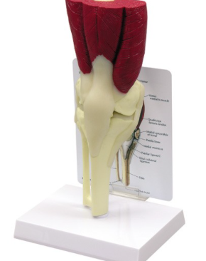 Músculos de la Rodilla