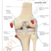 Rodilla Basica - Imagen 2