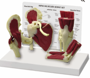 Mini Conjunto de Articulaciones Musculares