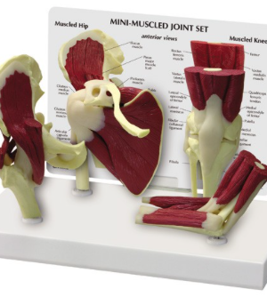 Mini Conjunto de Articulaciones Musculares