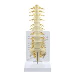 Columna T8 a Sacro