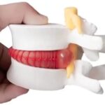 Simulador Vertebral
