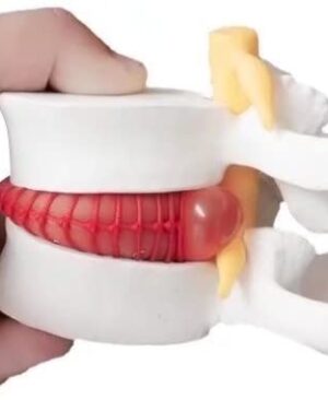 Simulador Vertebral