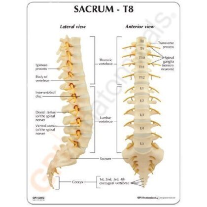 Columna T8 a Sacro - Imagen 2