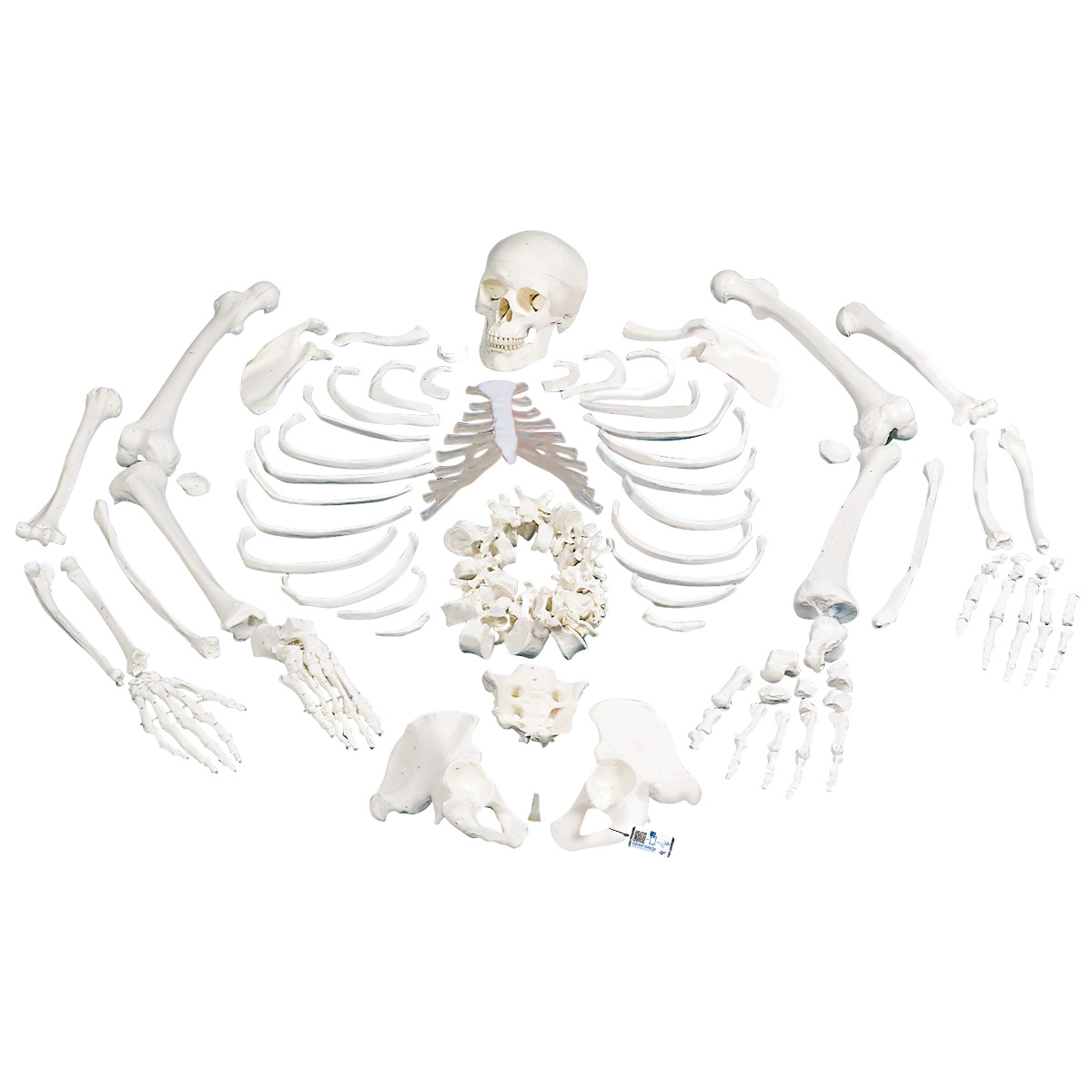 A05-1_01_1200_1200_Esqueleto-Completo-desarticulado-con-craneo-de-3-piezas-3B-Smart-Anatomy