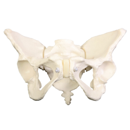 Pelvis femenina flexible - Imagen 2