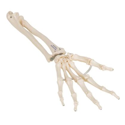 Esqueleto de la mano con partes de cubito y radio, ensartado flexiblemente