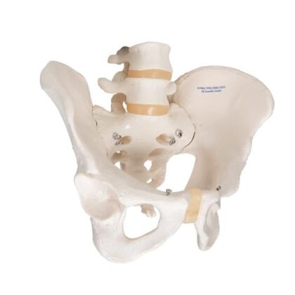 Pelvis femenina flexible - Imagen 4
