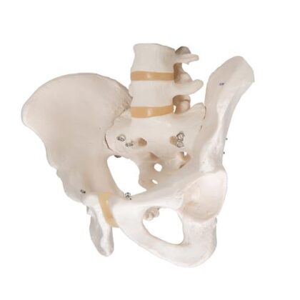 Esqueleto de la pelvis, masculino