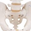 Esqueleto de la pelvis, masculino - Imagen 3