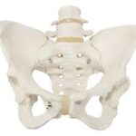 Pelvis femenina flexible