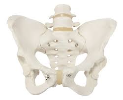 Pelvis femenina flexible