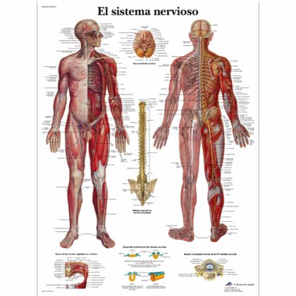 El Sistema nervioso