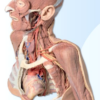 Cabeza, Cuello y con Angiosomas - Imagen 6