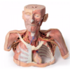 Cabeza, Cuello y con Angiosomas - Imagen 5