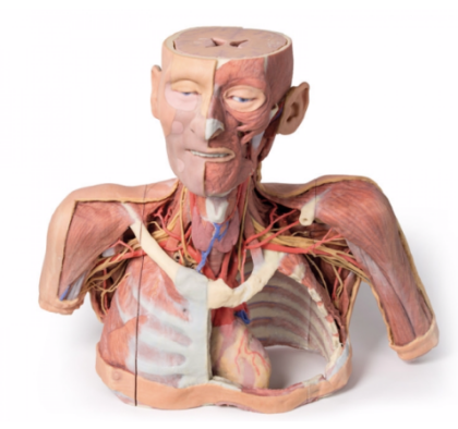 Cabeza, Cuello y con Angiosomas - Imagen 5