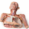 Cabeza, Cuello y con Angiosomas - Imagen 4