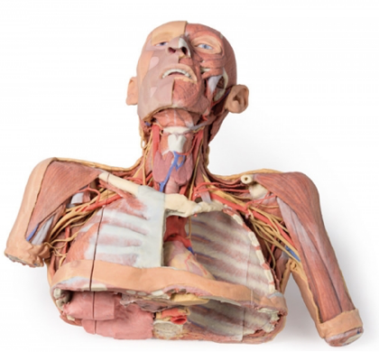 Cabeza, Cuello y con Angiosomas - Imagen 4