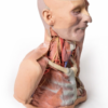Cabeza, Cuello y con Angiosomas - Imagen 3