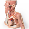 Cabeza, Cuello y con Angiosomas - Imagen 2