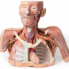 Cabeza, Cuello y con Angiosomas