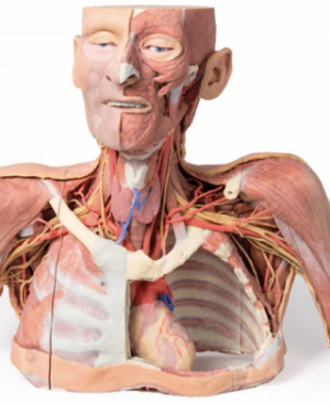 Cabeza, Cuello y con Angiosomas
