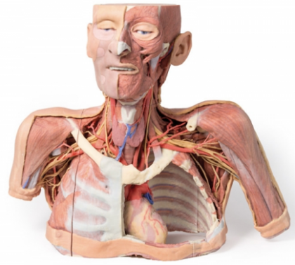 Cabeza, Cuello y con Angiosomas