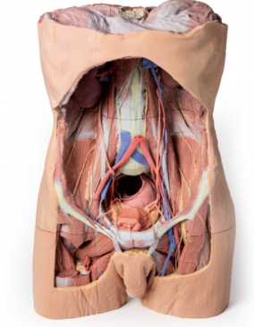 Pared Posterior Abdominal