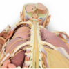 Disección del Sistema Nervioso (Vista Posterior) - Imagen 3