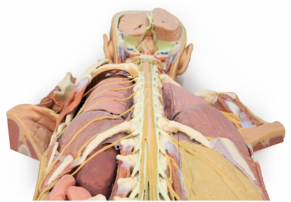 Disección del Sistema Nervioso (Vista Posterior) - Imagen 3