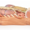 Disección del Sistema Nervioso (Vista Posterior) - Imagen 2