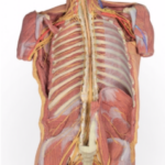 Pared Posterior del Cuerpo ( Disección Profunda Ventral)