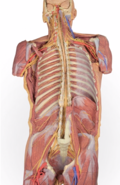 Pared Posterior del Cuerpo ( Disección Profunda Ventral)