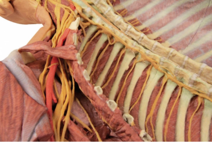 Pared Posterior del Cuerpo ( Disección Profunda Ventral) - Imagen 2