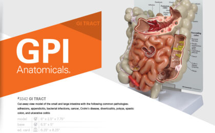 Modelo de Tracto Gastro Intestinal - Imagen 2
